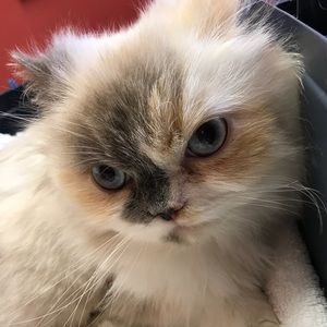 Meet your Posher, Kam